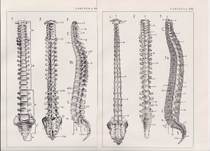 Czesław Słania "Atlas anatomiczny" tablica 2, XX-XXI rysunki "Kręgosłup ludzki"