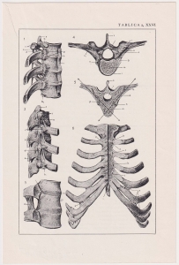 Czesław Słania "Atlas anatomiczny" tablica 2, XXVI rysunek "Połączenia żeber"