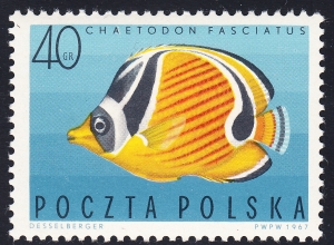 1602 plama pod A czysty**