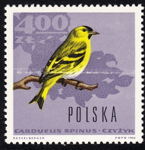 1576 skaza na ptaku czysty**