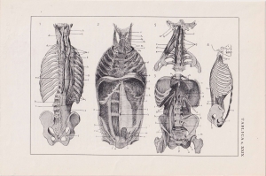 Czesław Słania "Atlas anatomiczny" tablica 2, XXIX rysunek "Mięśnie tułowia"