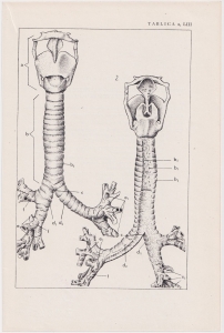Czesław Słania "Atlas anatomiczny" tablica 2, LIII rysunek "Tchawica"
