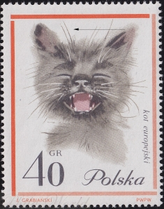 1328 B2 krótszy wąs kota czysty**