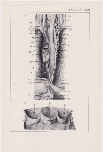 Czesław Słania "Atlas anatomiczny" tablica 2, LXII rysunek "Topografia przełyku"