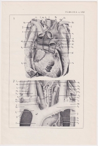 Czesław Słania "Atlas anatomiczny" tablica 2, LXI rysunek "Topografia pni"