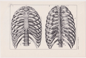 Czesław Słania "Atlas anatomiczny" tablica 2, XXIV rysunek "Klatka piersiowa"