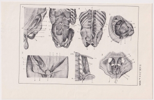 Czesław Słania "Atlas anatomiczny" tablica 2, XXX rysunek "Mięśnie tułowia"