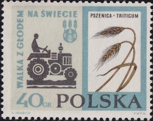 1223 uszkodzona łodyga pszenicy czysty**