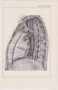 Czesław Słania "Atlas anatomiczny" tablica 2, LXVII rysunek "Zawartość śródpiersia"
