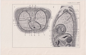 Czesław Słania "Atlas anatomiczny" tablica 2, LXVI rysunek "Przekroje przez klatkę"