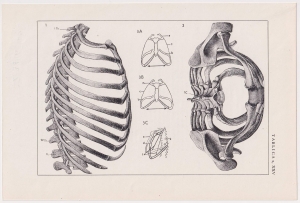 Czesław Słania "Atlas anatomiczny" tablica 2, XXV rysunek "Klatka piersiowa"