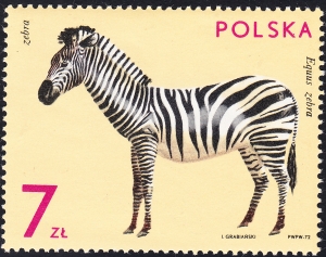 2023 wyrostek na K czysty**
