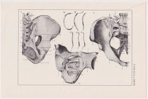 Czesław Słania "Atlas anatomiczny" tablica 2, XXVII rysunek "Krzywizny kręgosłupa"