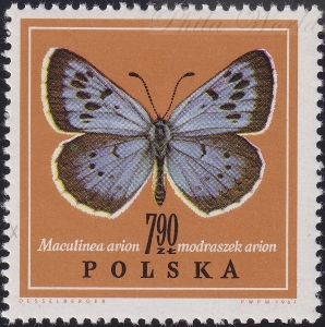 1658 wyrostek na 9 czysty**