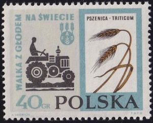 1223 pyłki nad kłosem czysty**