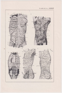 Czesław Słania "Atlas anatomiczny" tablica 2, XXXIII rysunek "Naczynia tętnicze"