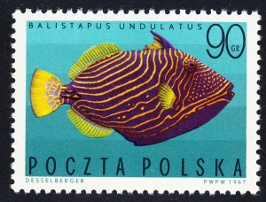 1604 wyrostek na K czysty**
