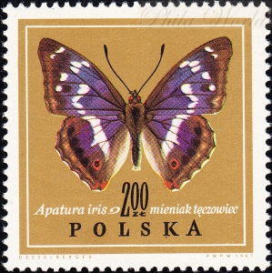 1654 łezka pod K czysty**