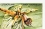 /console/image/resize/width/520/height/520/type/productGfx/image/1846437b5f197da21582578ad7c3ae67.jpg