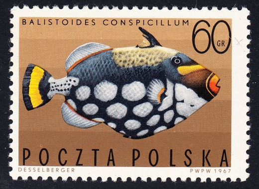 1603 pęknięte 0 czysty**