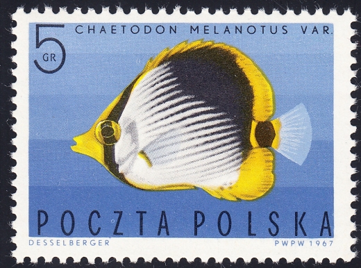1602 plama między CZ czysty**