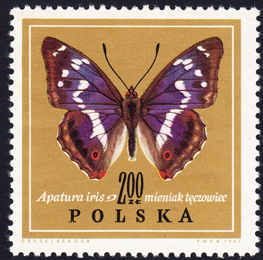 1654 wcięcie w P czysty**