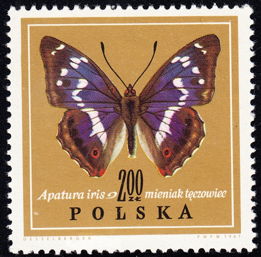 1654 plama na skrzydle czysty**
