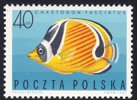 1602 plama pod A czysty**