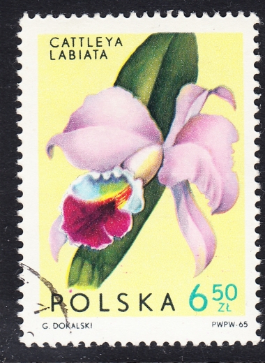 1471 kropka nad O kasowany