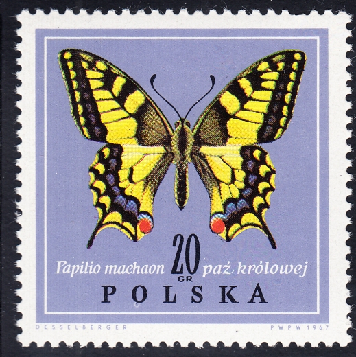 1951 plamka pod O czysty**
