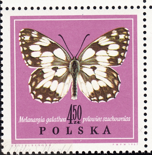 1657 wcięcie w A czysty**