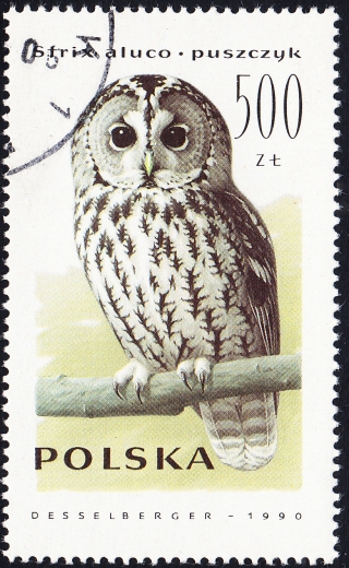 3148 B1 kreska w PUSZCZYK kasowany