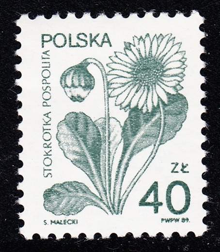 3066 przerwane płatki kwiatka czysty**