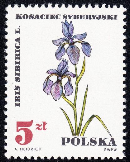 1627 wyrostek na S czysty**