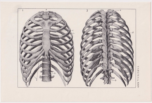 Czesław Słania "Atlas anatomiczny" tablica 2, XXIV rysunek "Klatka piersiowa"