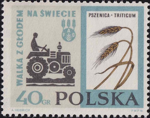 1223 uszkodzona łodyga pszenicy czysty**