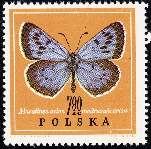 1658 kreska nad czułkiem czysty**