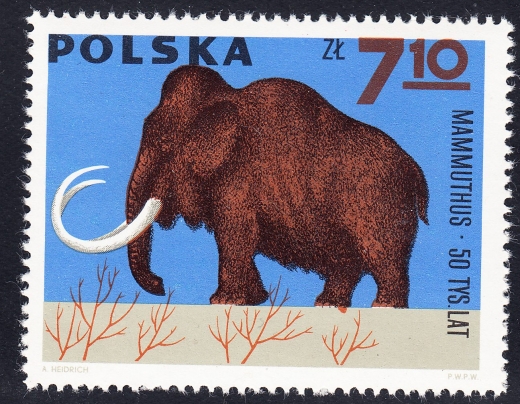 1514 plama pod nogą czysty**