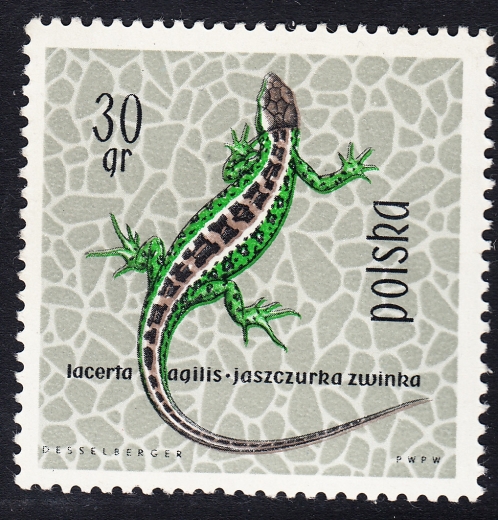 1245 przesunięta barwa czarna czysty**