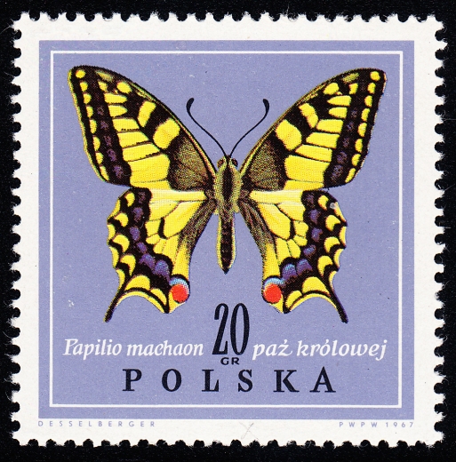 1651 wcięcie w S czysty**