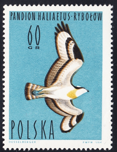 1345 przesunięcie barwy czysty**