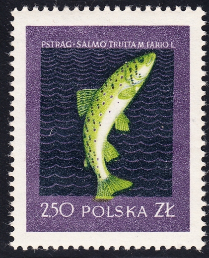 0909 przesunięta barwa czysty**