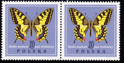 1651 plama pod skrzydłem parka czysta**