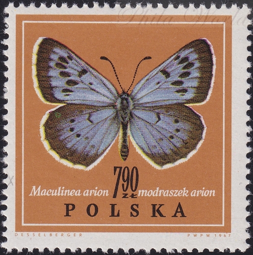 1658 wyrostek na 9 czysty**