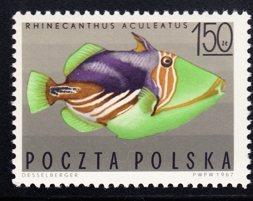 1605 " włosek " przed POLSKA czysty**