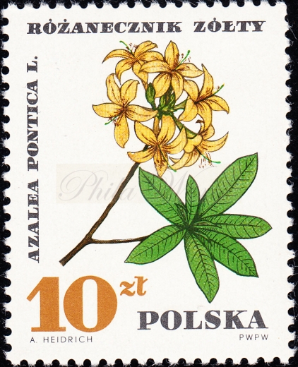 1628 słaba kropka nad Ż czysty**