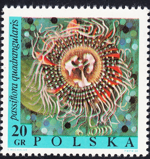 1690 niespasowane barwy czysty**