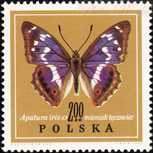 1654 łezka pod K czysty**