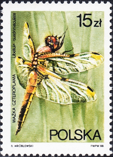 2987 wcięcie w A i nazwy łacińskiej gwarancja+opis czysty**
