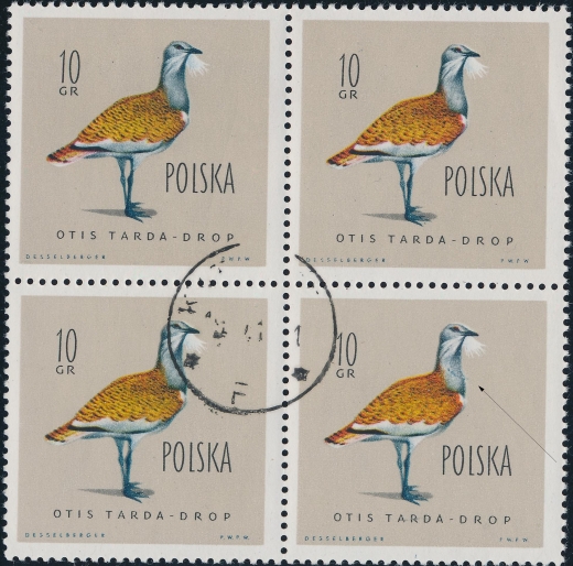 1062 B1 niebieska obroża na szyi czwórka kasowana